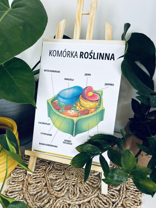 KOMÓRKA ROŚLINNA + KOMÓRKA ZWIERZĘCA