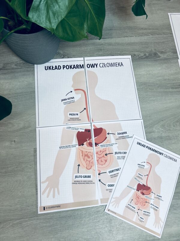 UKŁAD POKARMOWY CZŁOWIEKA